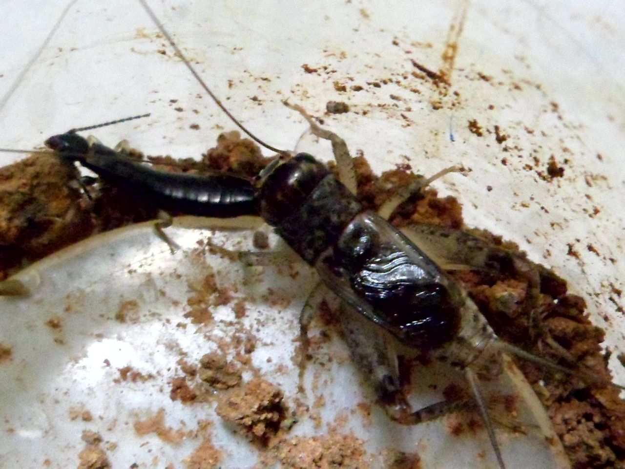 关于塌蘳焞霌螃E鴈?疋.?宊僌?e